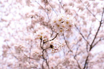桃色の桜の壁紙素材