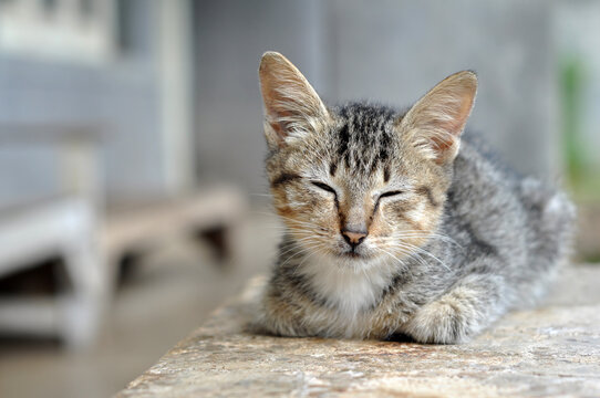 Young Domestic Cat Kitty Stock Photo Image
