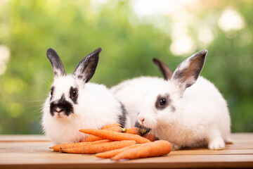 Cute little brown furry rabbit sitting on wooden flooring looking away