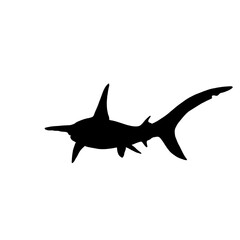 Hammerhead shark  vector shark isolated on white 
