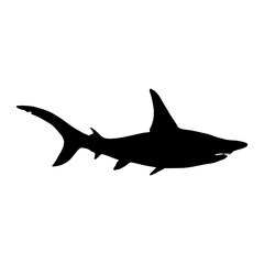 Hammerhead shark  vector 5