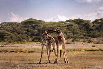 Two Maasai Giraffe bulls fight in the savannah in the Serengeti National Park, Tanzania, Africa