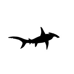 Hammerhead shark  vector 7