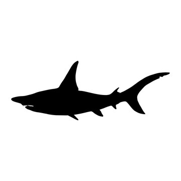 Hammerhead shark  vector 4