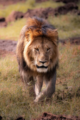 Close up of a wild majestic male lion with big mane, simba, walking in the savannah in the Serengeti National Park, Tanzania, Africa
