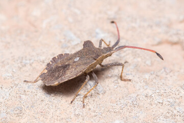 Boat bug, Enoplops scapha, walking on a concrete wall under the sun