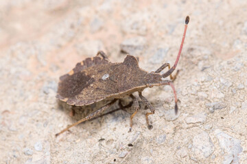 Boat bug, Enoplops scapha, walking on a concrete wall under the sun