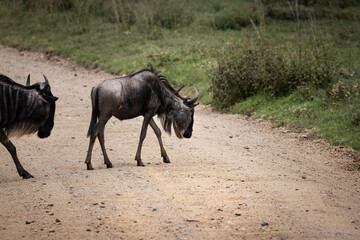 Fototapeta premium Wild wildebeest, gnus, crossing a road in the savannah in the Serengeti National Park, Tanzania, Africa 