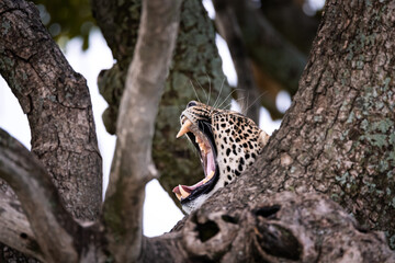 Wild majestic leopard, a big cat, yawing and showing his fangs in a tree in the Serengeti National Park, Tanzania, Africa
