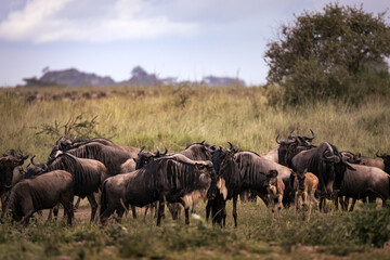 Fototapeta premium A herd of wild wildebeest, gnus, in the savannah in the Serengeti National Park, Tanzania, Africa 