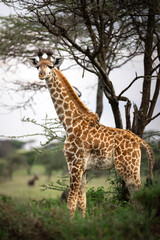 Naklejka na ściany i meble A close-up of a wild baby Maasai Giraffe with umbilical cord in the savannah in the Serengeti National Park, Tanzania, Africa 
