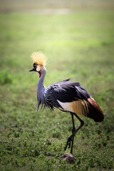 Wild beautiful majestic Grey Crowned Crane in the savannah in the Serengeti National Park, Tanzania, Africa
