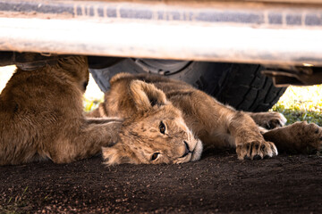 Wild cute lion cubs, simba, under a safari jeep on a game drive in the Serengeti National Park,...