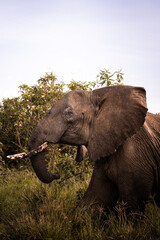 Fototapeta na wymiar Wild big grey african elephant bull in the savannah in the Serengeti National Park, Tanzania, Africa