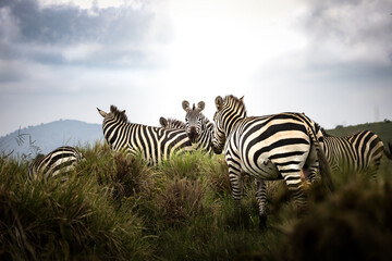 Herd of wild zebra in the savannah in the Serengeti National Park, Tanzania, Africa