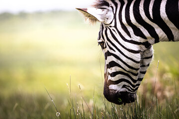 Close up of a wild zebra grazing in the savannah in the Serengeti National Park, Tanzania, Africa