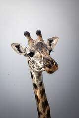 Obraz premium A close-up of a wild Maasai Giraffe in the savannah in the Serengeti National Park, Tanzania, Africa