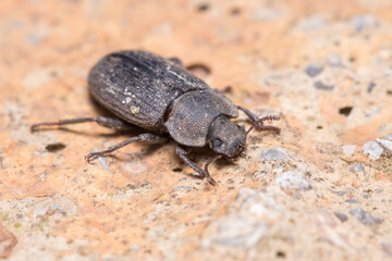 Scleron armatum beetle walking on a rock on a sunny day