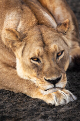 Fototapeta premium Wild majestic lioness rests, simba, in the savannah in the Serengeti National Park, Tanzania, Africa