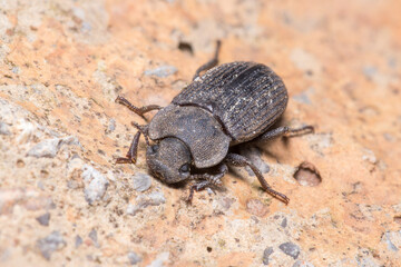 Scleron armatum beetle walking on a rock on a sunny day