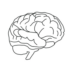 human brain illustration biology medical hand drawn doodle organic line