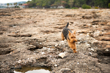 Portrait of welsh terrier dog jumping by stones during the walk at seacoast - 586045212