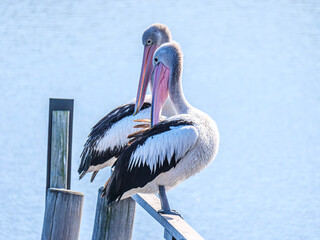 Pelicans Both Look Back