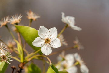 tree blossom
