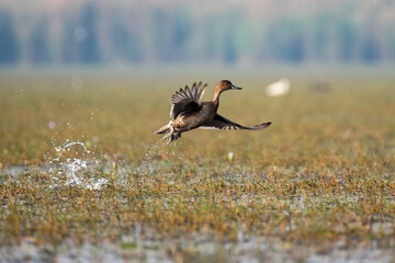 Gadwall duck bird flying out of water in the wetlands with use of selective focus 