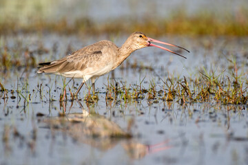 Godwit bird looking for food in the grass with use of selective focus