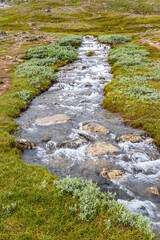 Mountain creek with gray willow plants