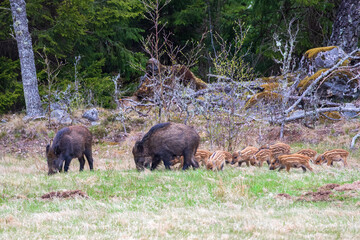 Group with Wild boars on a meadow by the forest edge