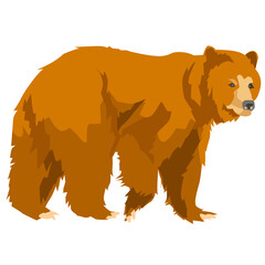 wild grizzly bear