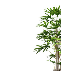 Fototapeta na wymiar Green leaf of palm tree on transparent background, 3d render illustration.