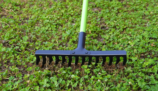 garden rake with green handle in the garden