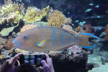 exotic fish of various colors in the Genoa aquarium-