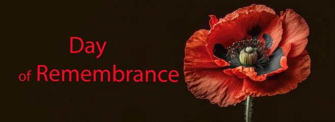 Red poppy symbol emblem and text Remembrance Day. Red poppy flowers, black background. Illustration generated by Ai