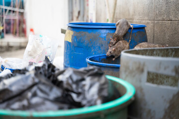 Rats are in the trash to eat. Stinky and damp. Selective focus