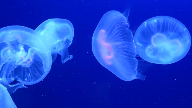 Aurelia Aurita, Moon Jellies floating underwater. Saucer Jelly, Jellyfish. 4K