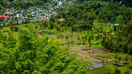 Fototapeta na wymiar stunning rice fields at the foot of the mountain
