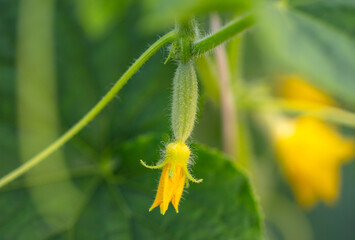 Small cucumber with a flower on plants in the garden. Close-up