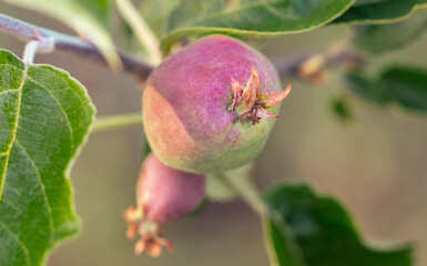 Small apple on a tree branch in nature