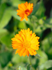 Beautiful orange flower in nature. Close-up.
