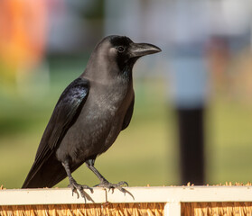 Portrait of a black crow in the park.