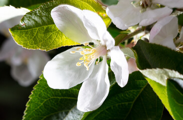Flowers on the branches of an apple tree in spring.