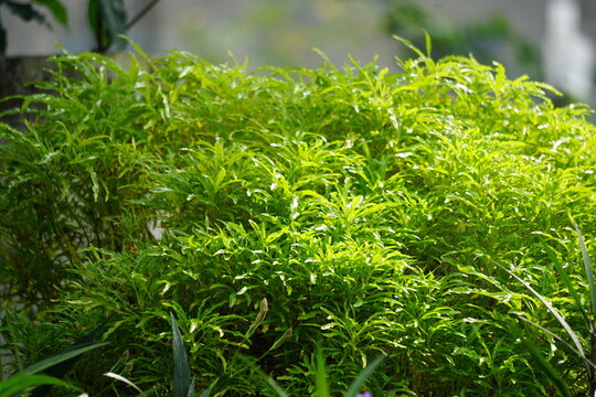 Euodia Bilder Durchsuchen 72 Archivfotos, und Videos