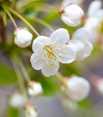 Flowers on a cherry tree in spring.