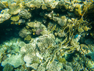 Coral reef under sea water.