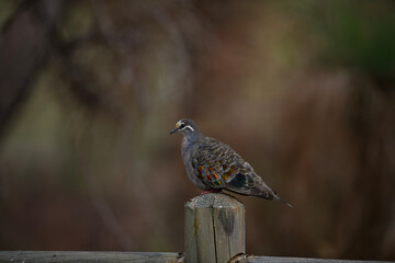 bird on a fence