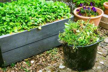 Removing weeds in garden - bucket full of weeds, gardening concept © Brebca